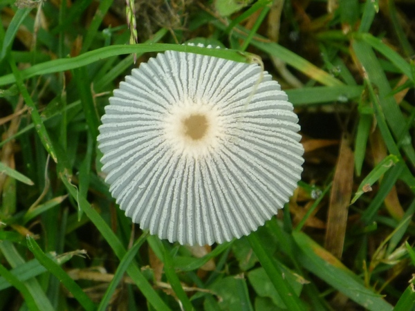 A frilly fungus at Grey Sands