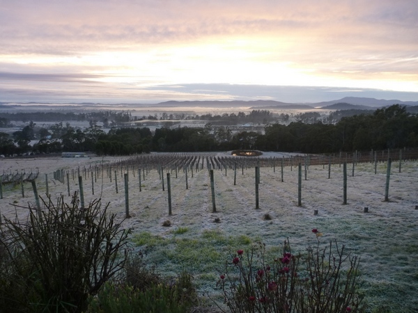 Dawn over a frosty Grey Sands vineyard