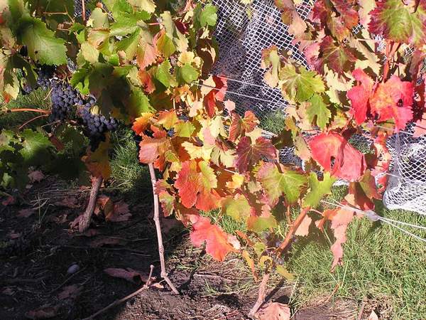 Autumn coloured vines at Grey Sands vineyard