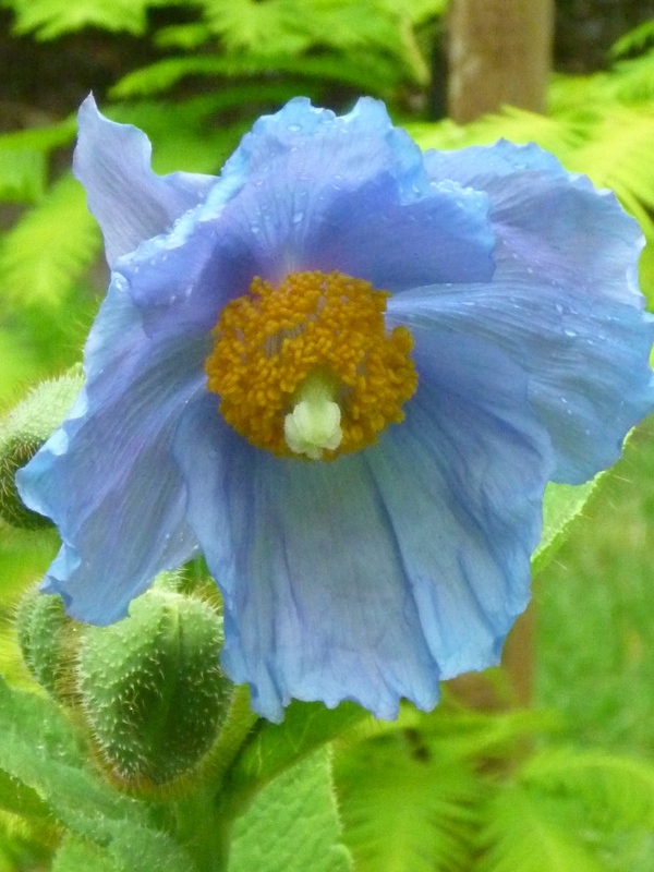 tamar valley wines Rare blue Himalayan poppy flowering at Grey Sands