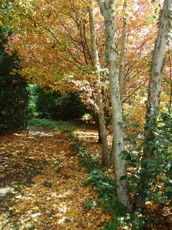 tamar valley wines Autumnal birches