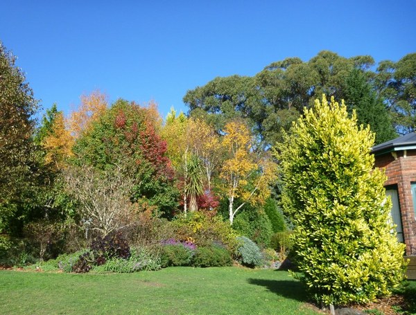 Autumn colours with columnar golden laurel in foreground in Grey Sands garden