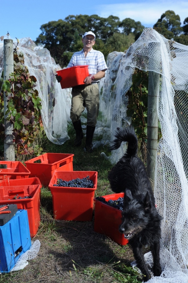 Bob carrying crates of grapes down from pickers with Lucy in foreground