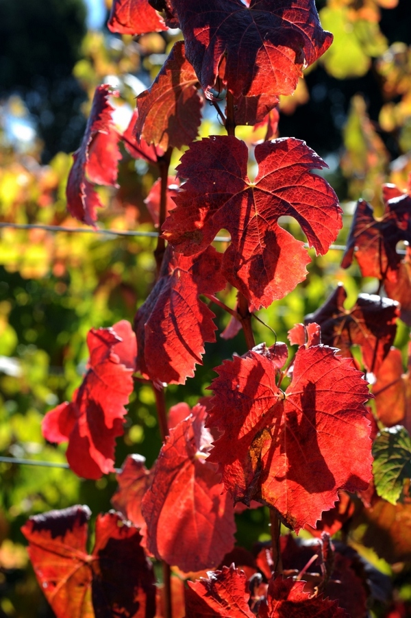 Autumn coloured vine leaves at Grey Sands vineyard