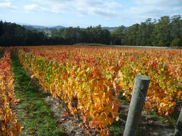 Looking across the Malbec bed at Grey Sands