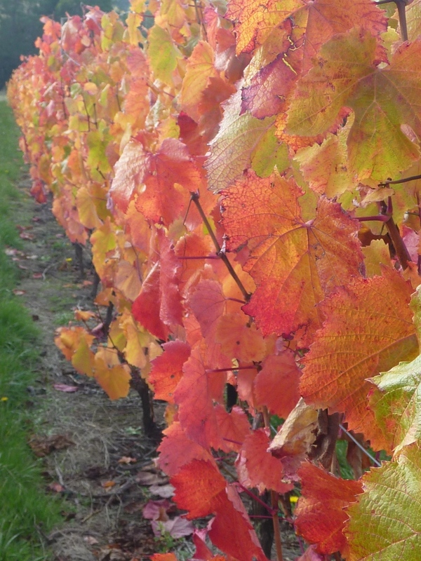 Looking along a row of autumn coloured malbec vines at Grey Sands