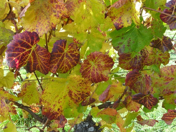 Autumn colours and patterns in vine leaves