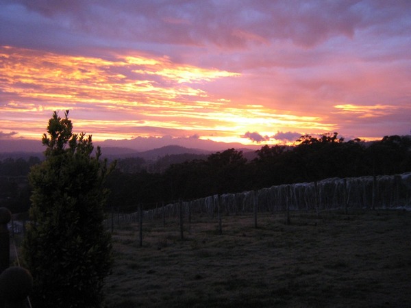 Dawn over Grey Sands vineyard