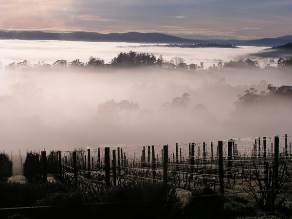Foggy morning in Grey Sands vineyard