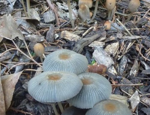 Interesting fungi at Grey Sands
