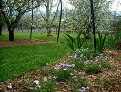 Spring garden & vineyard at Grey Sands