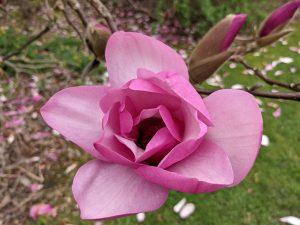 Open magnolia flower