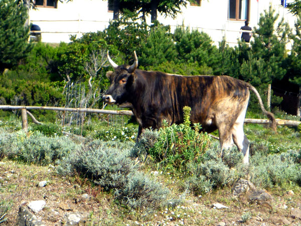 Picture of a bull in a paddock